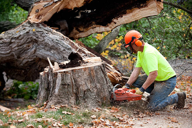 Residential Tree Removal in Longview, WA